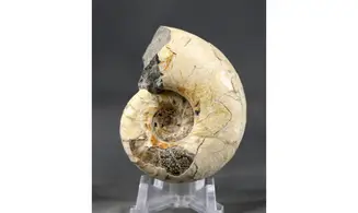 Eogaudryceras duvali