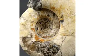Eogaudryceras duvali