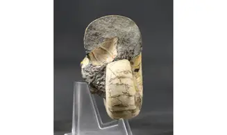 Eogaudryceras duvali