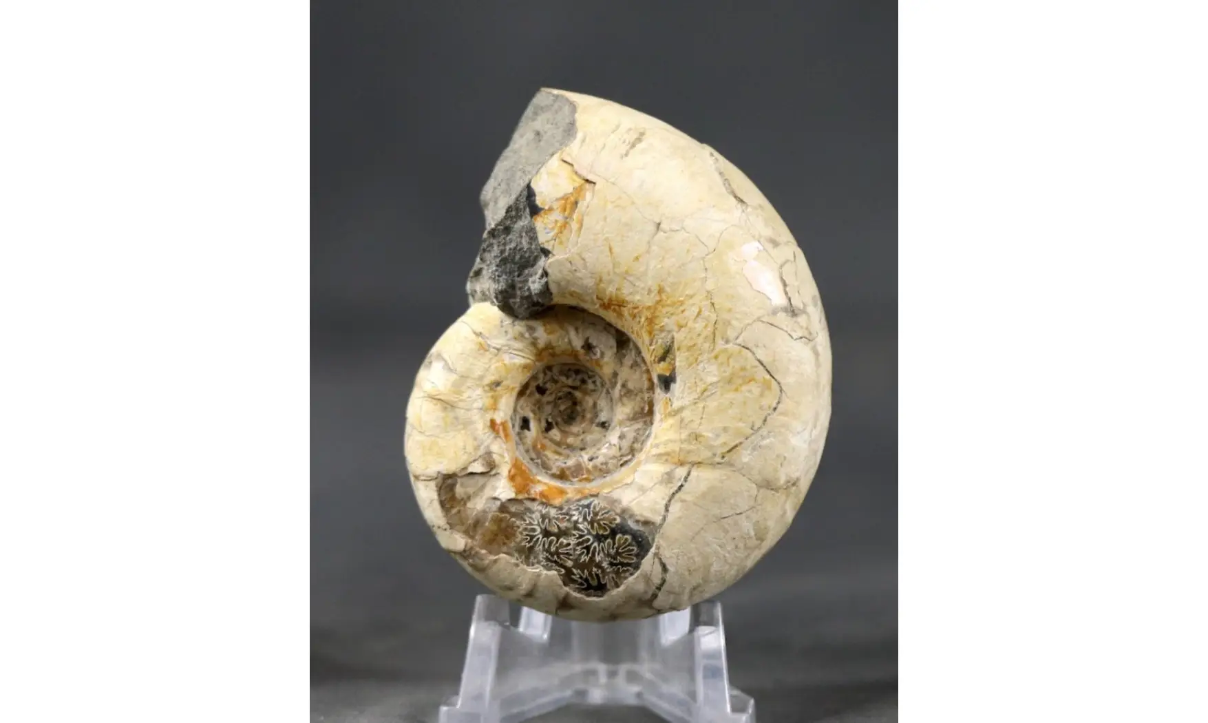 Eogaudryceras duvali