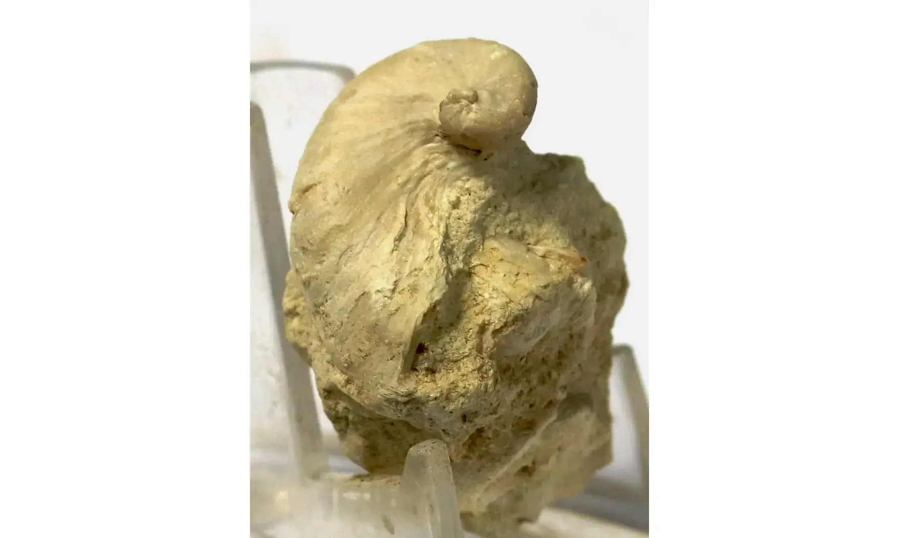 Exogyra sp.