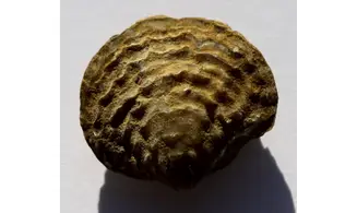 SPINATRYPA ROCKFORDENSIS