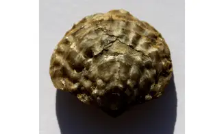 SPINATRYPA ROCKFORDENSIS