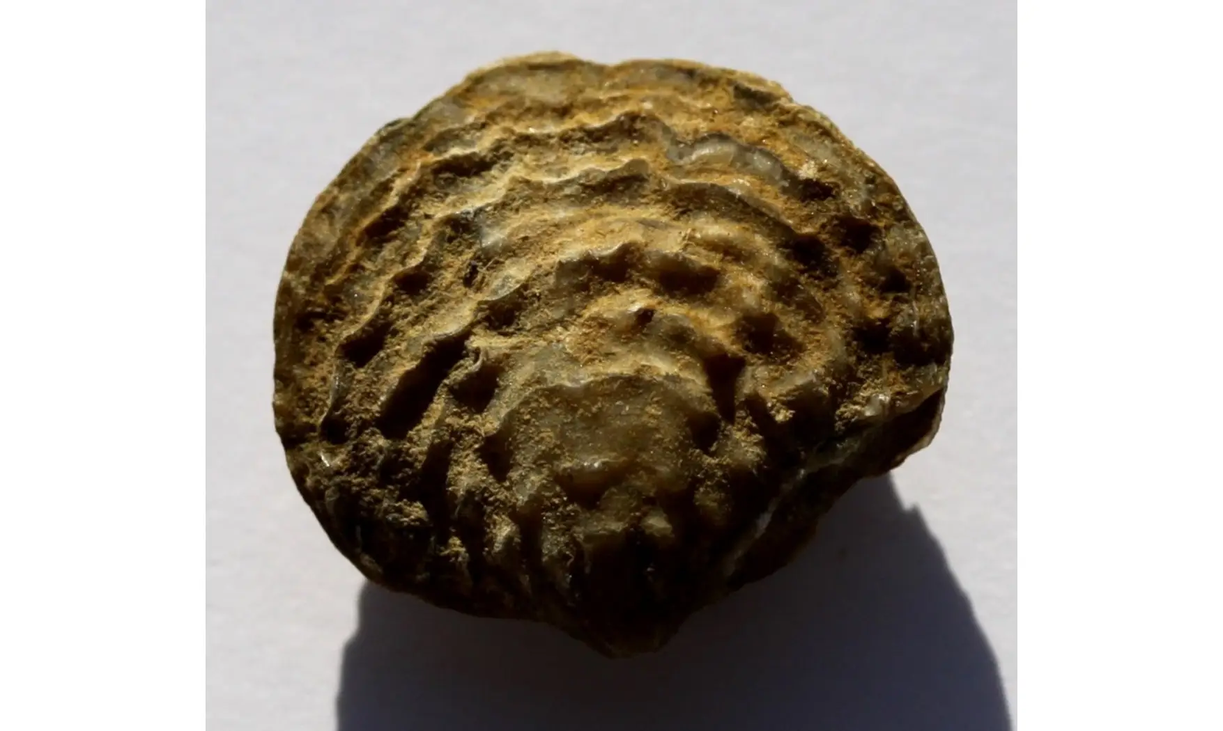 SPINATRYPA ROCKFORDENSIS