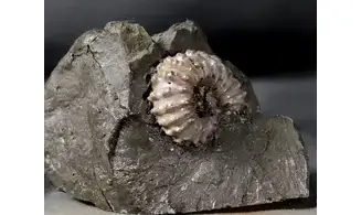 Douvilleiceras mammilatum