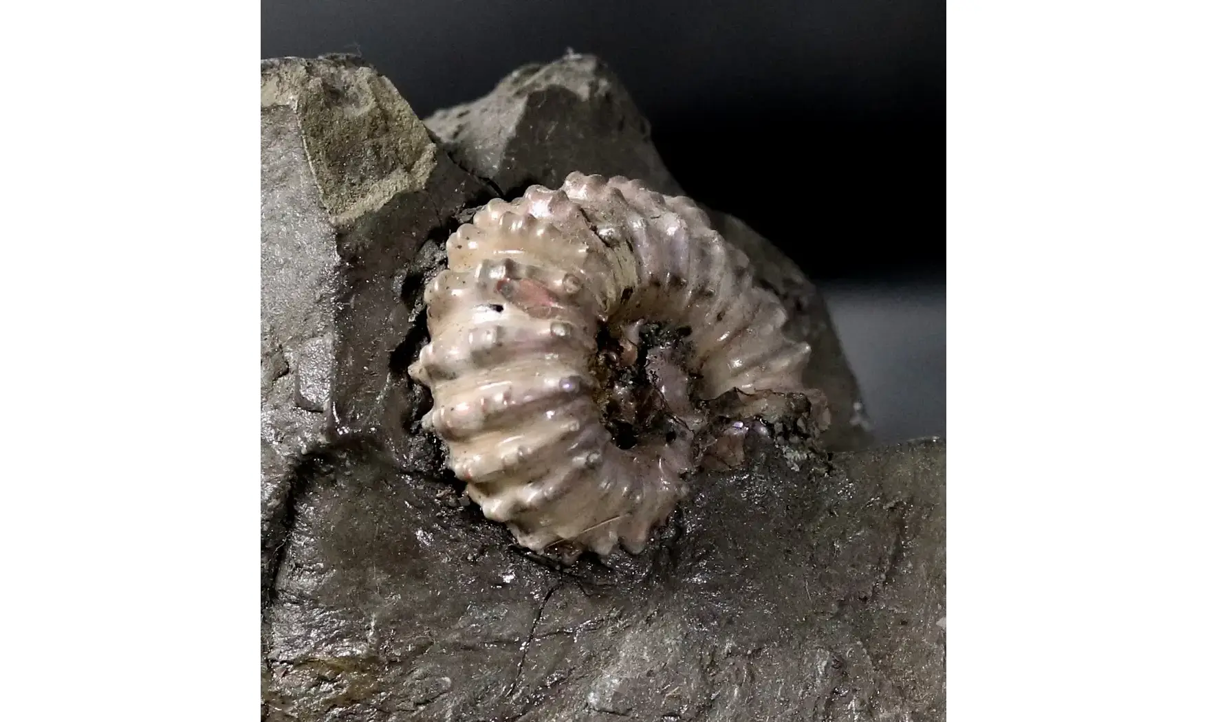 Douvilleiceras mammilatum