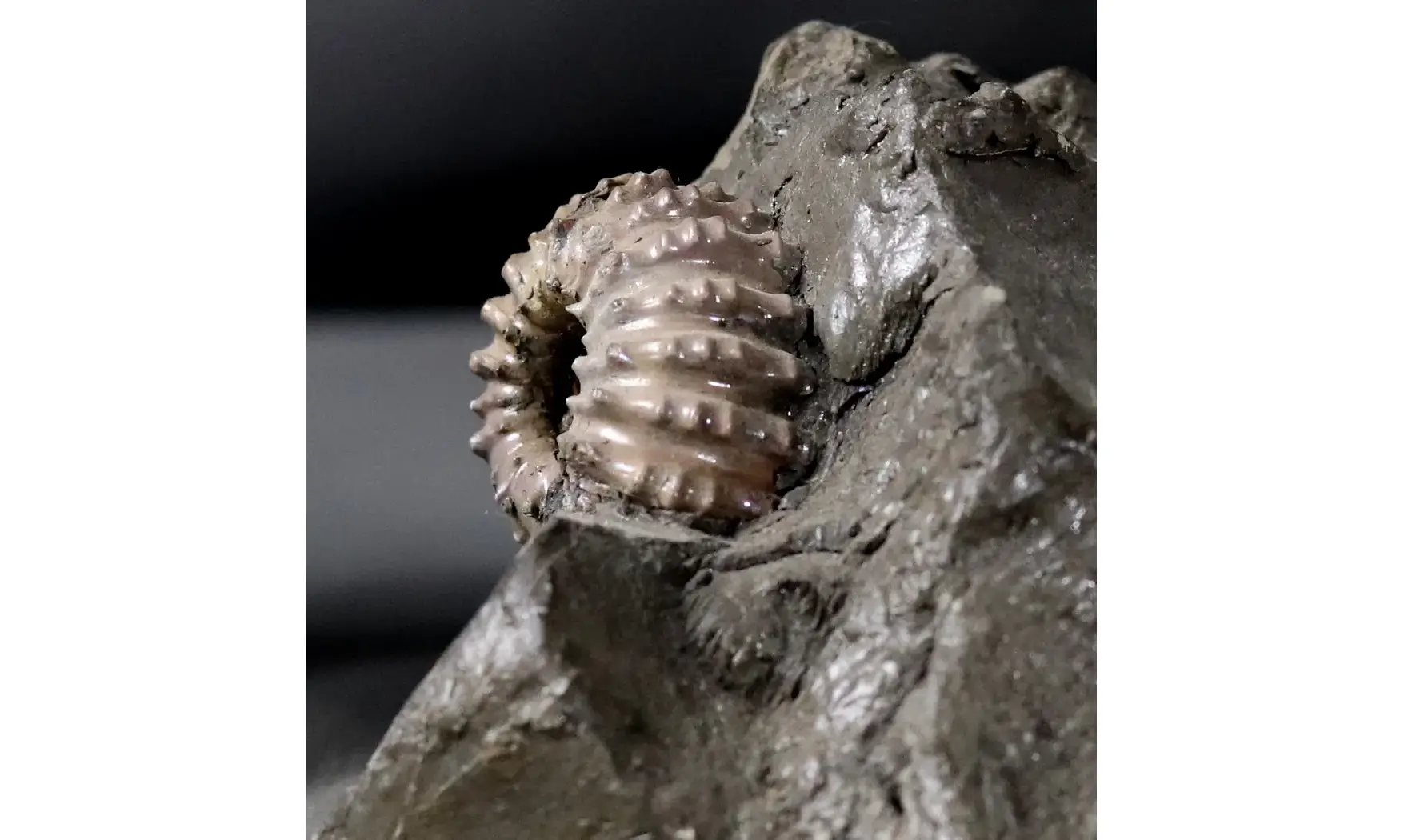 Douvilleiceras mammilatum