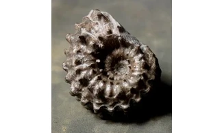 Douvilleiceras mammilatum