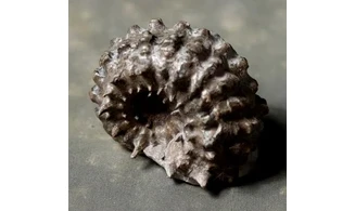 Douvilleiceras mammilatum