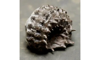 Douvilleiceras mammilatum