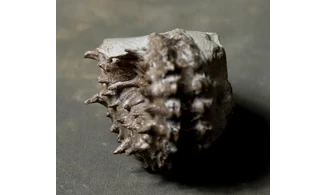 Douvilleiceras mammilatum