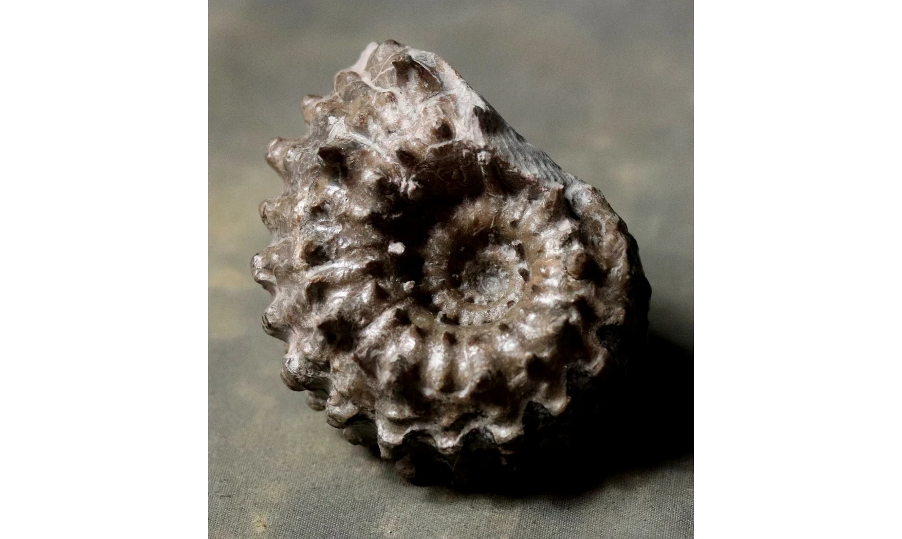 Douvilleiceras mammilatum