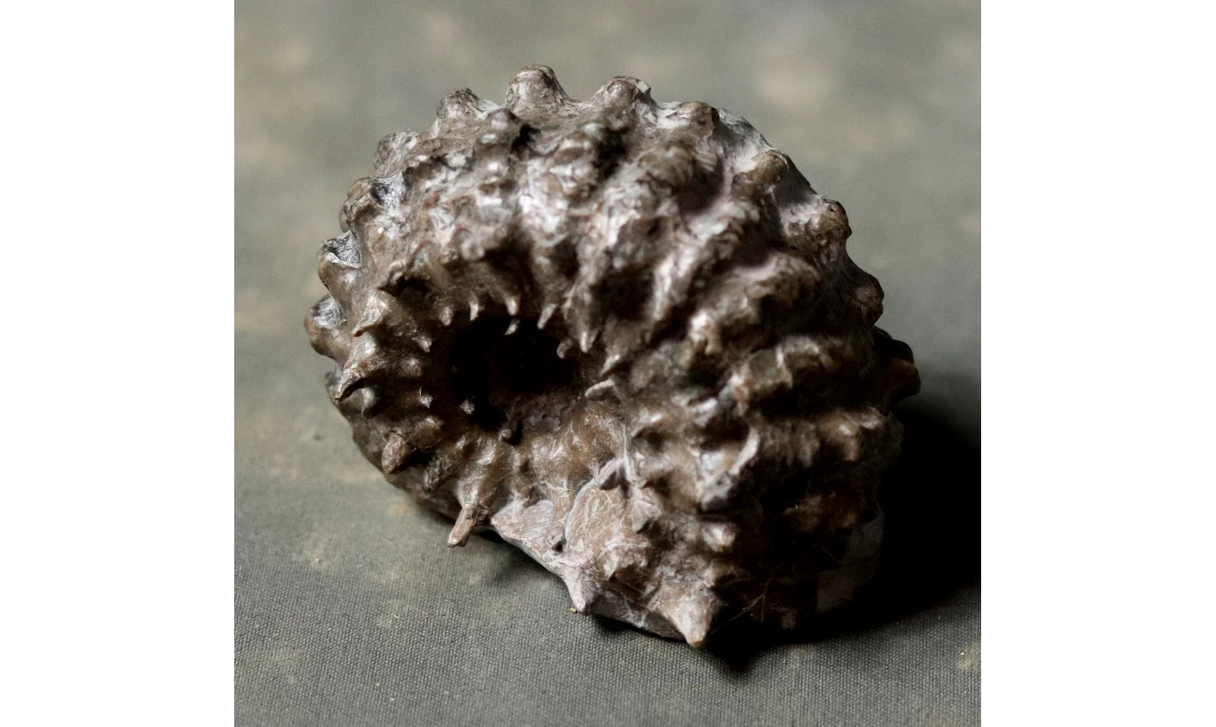 Douvilleiceras mammilatum