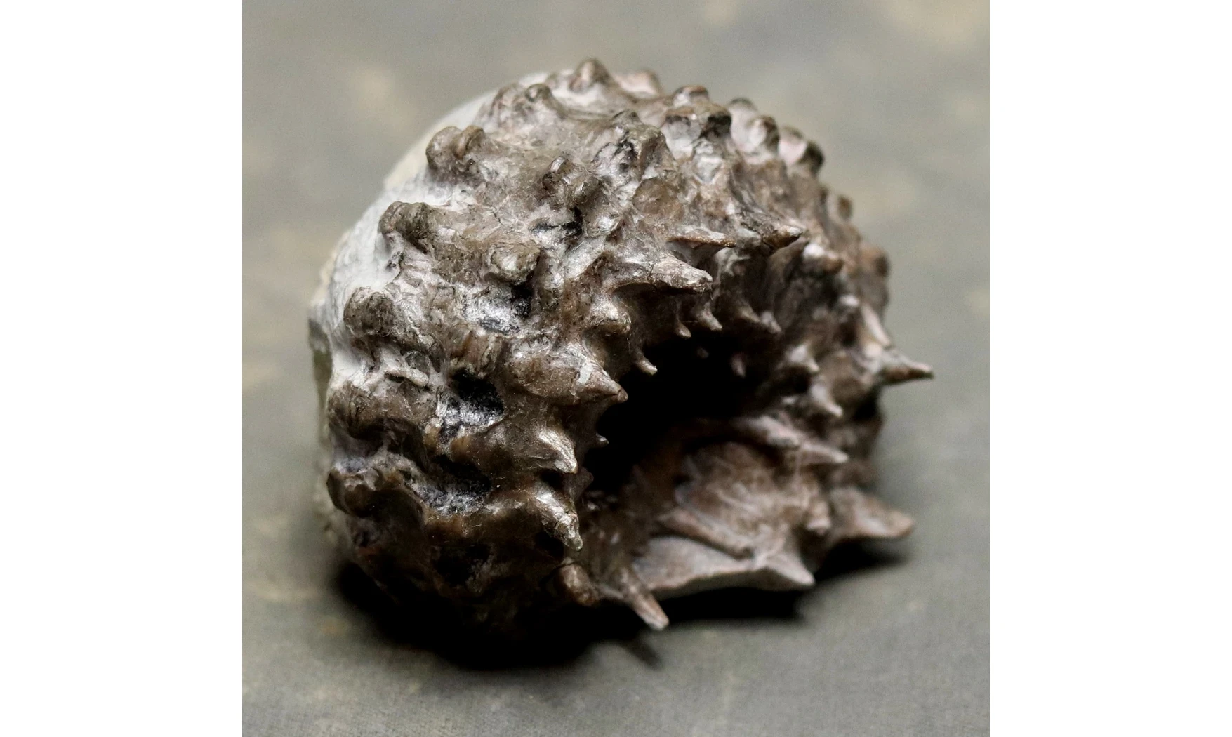 Douvilleiceras mammilatum