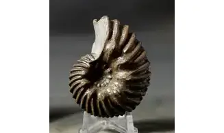 Hoplites benettianus