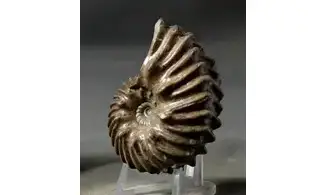 Hoplites benettianus