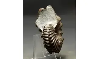 Hoplites benettianus