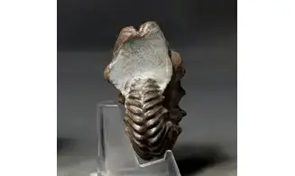 Hoplites benettianus
