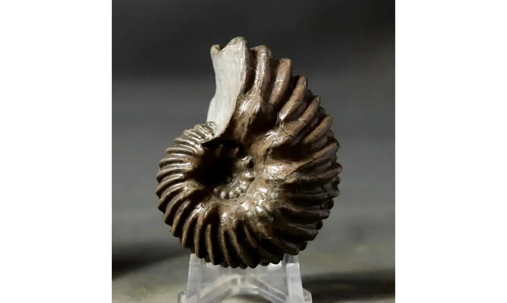 Hoplites benettianus