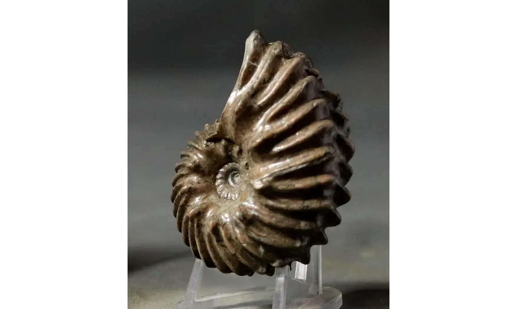 Hoplites benettianus