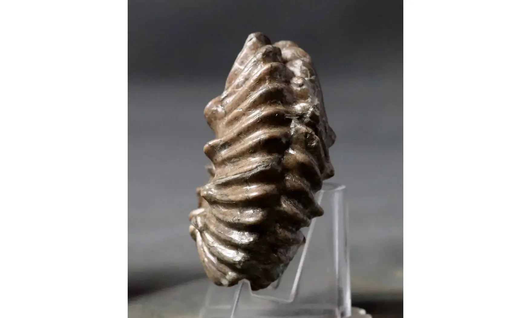 Hoplites benettianus