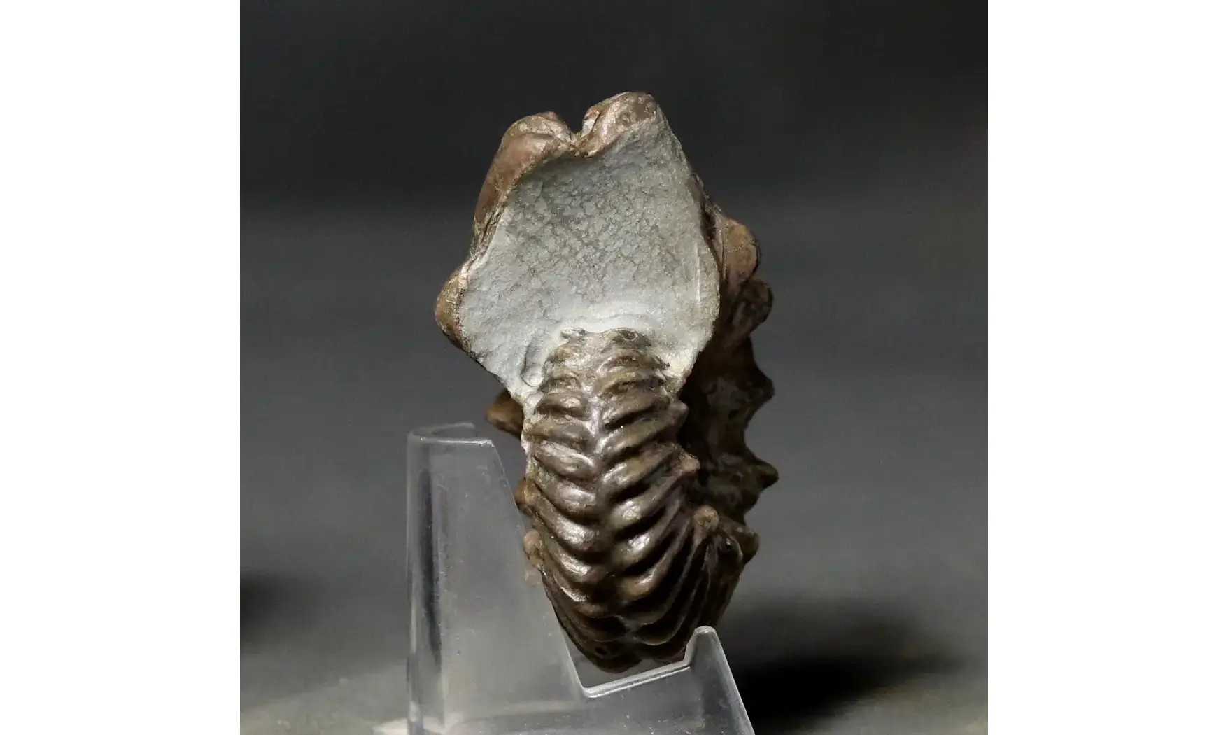 Hoplites benettianus