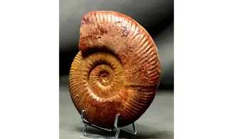 Hammatoceras speciosum