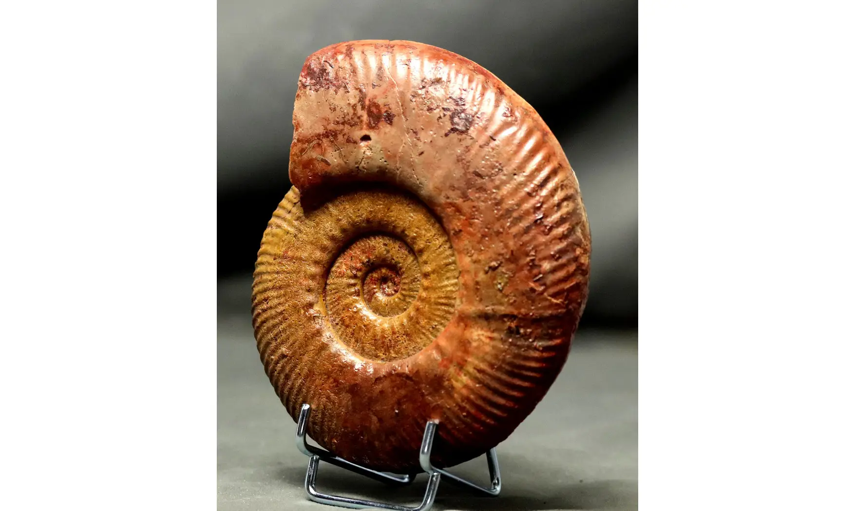 Hammatoceras speciosum