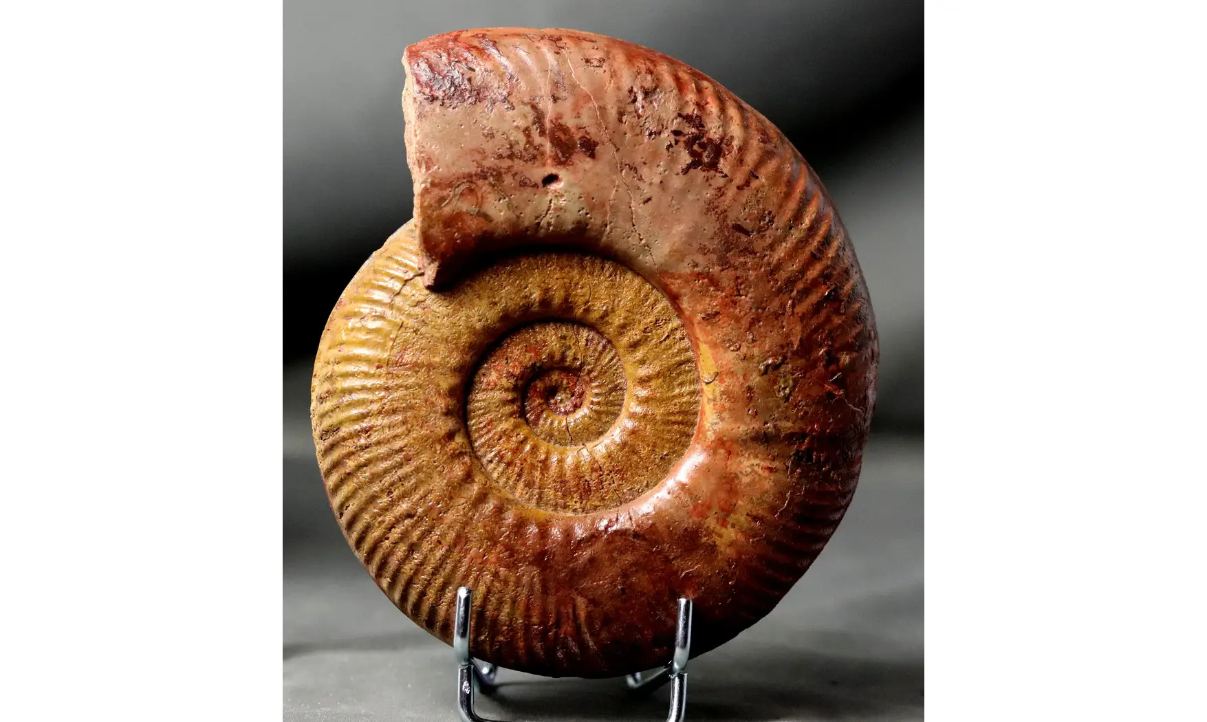 Hammatoceras speciosum
