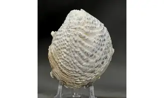 Trigonia Yaadia daedalea