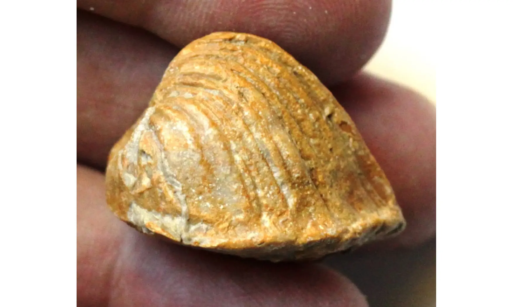 trigonia ROUDAIRIA INTERMEDIA