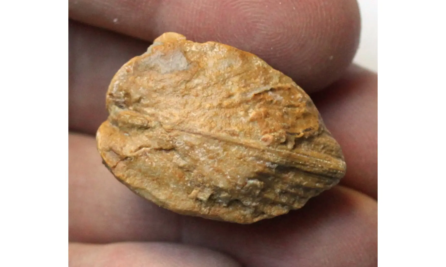 trigonia ROUDAIRIA INTERMEDIA