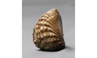 MYOPHORELLA LUSITANICA