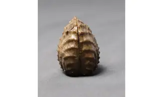 MYOPHORELLA LUSITANICA