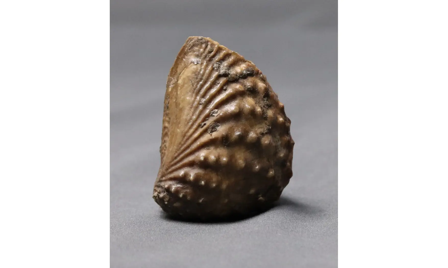 MYOPHORELLA LUSITANICA