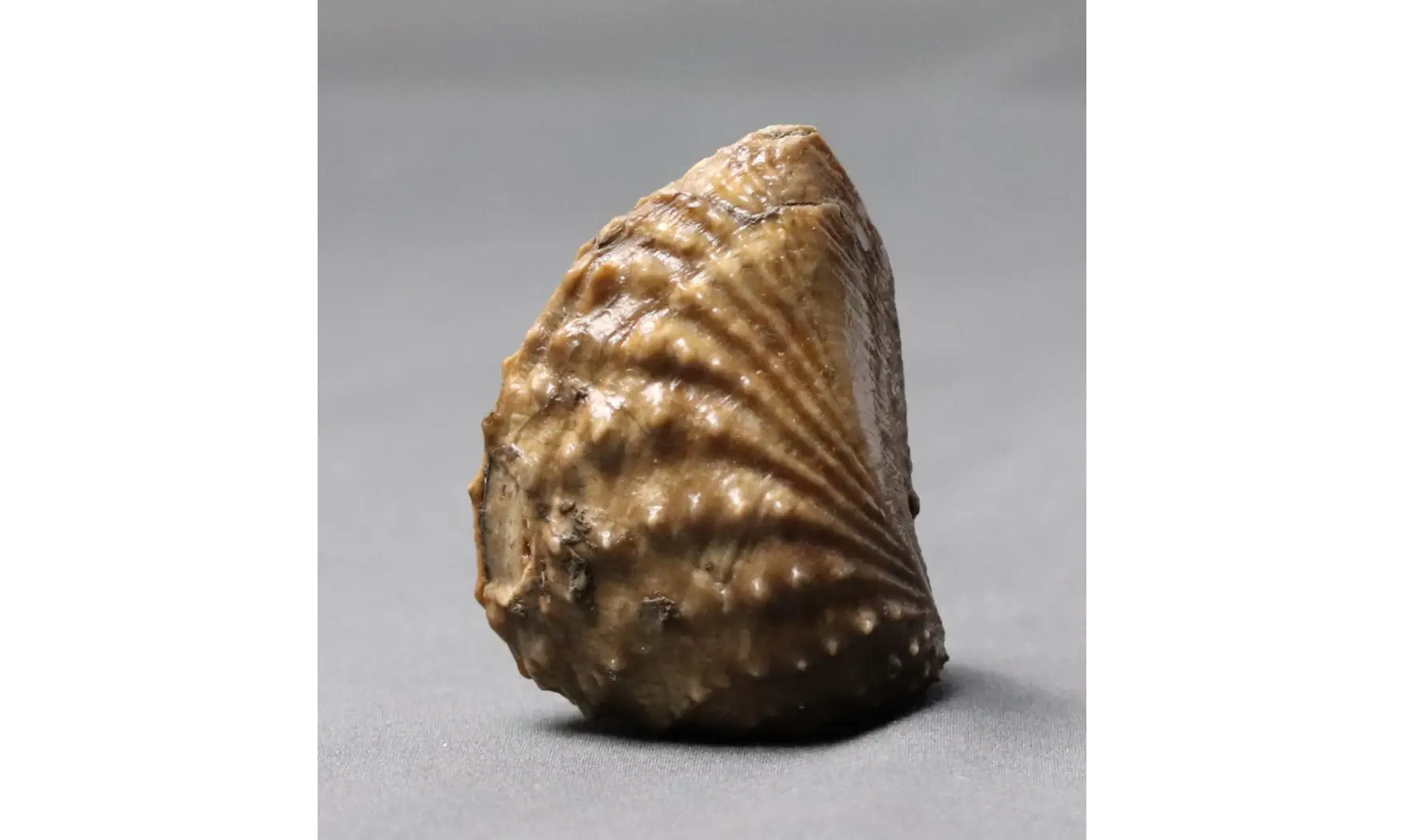 MYOPHORELLA LUSITANICA