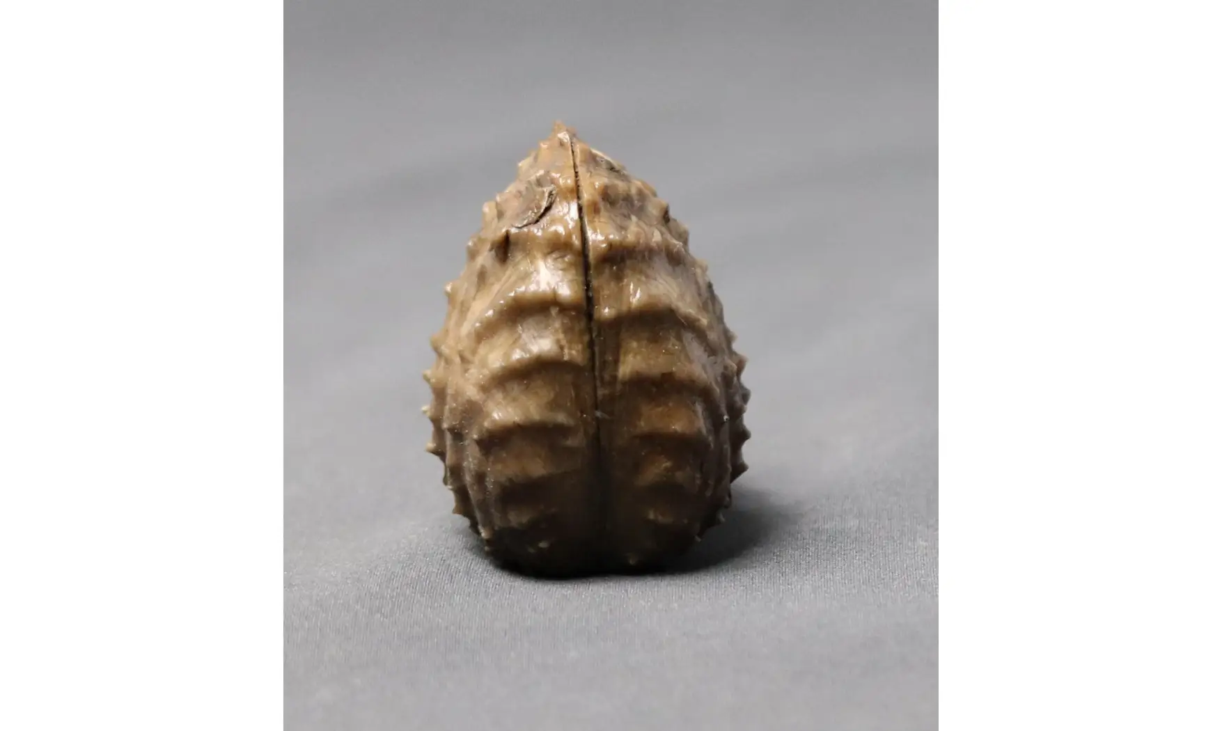MYOPHORELLA LUSITANICA