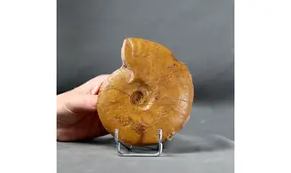 Leioceras lineatum