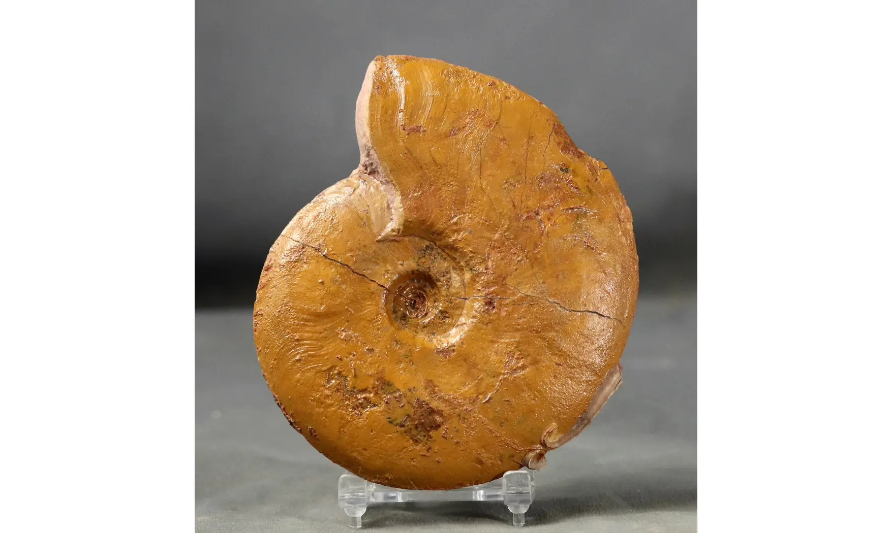 Leioceras lineatum