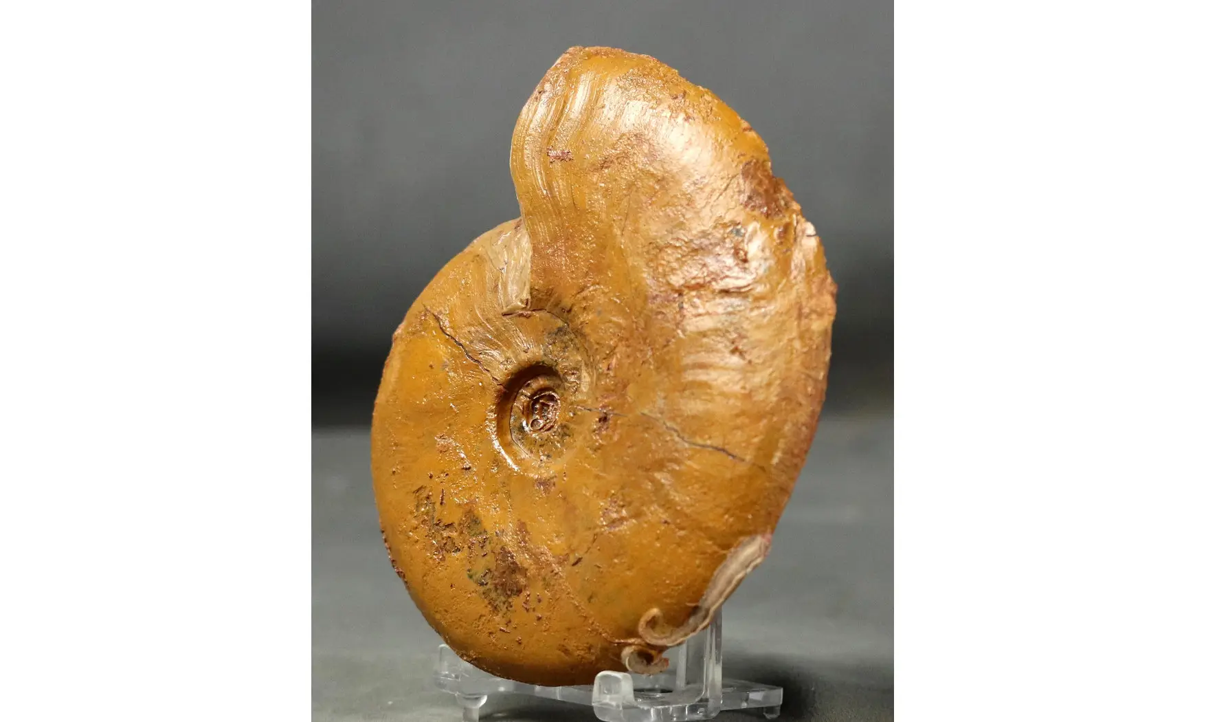 Leioceras lineatum