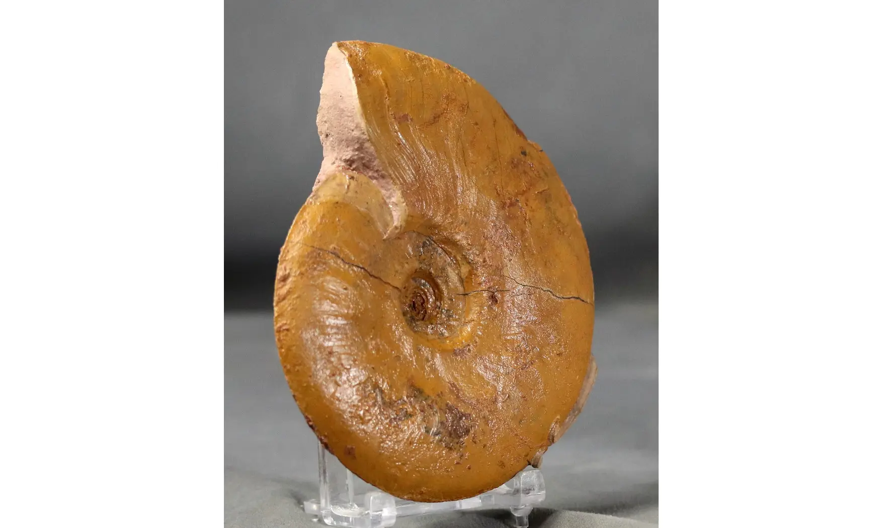 Leioceras lineatum