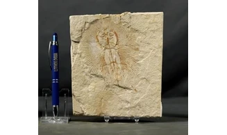 Cyclobatis oligodactylus