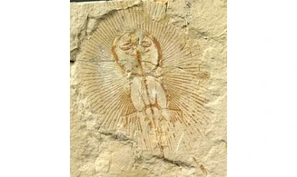 Cyclobatis oligodactylus