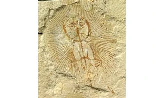 Cyclobatis oligodactylus