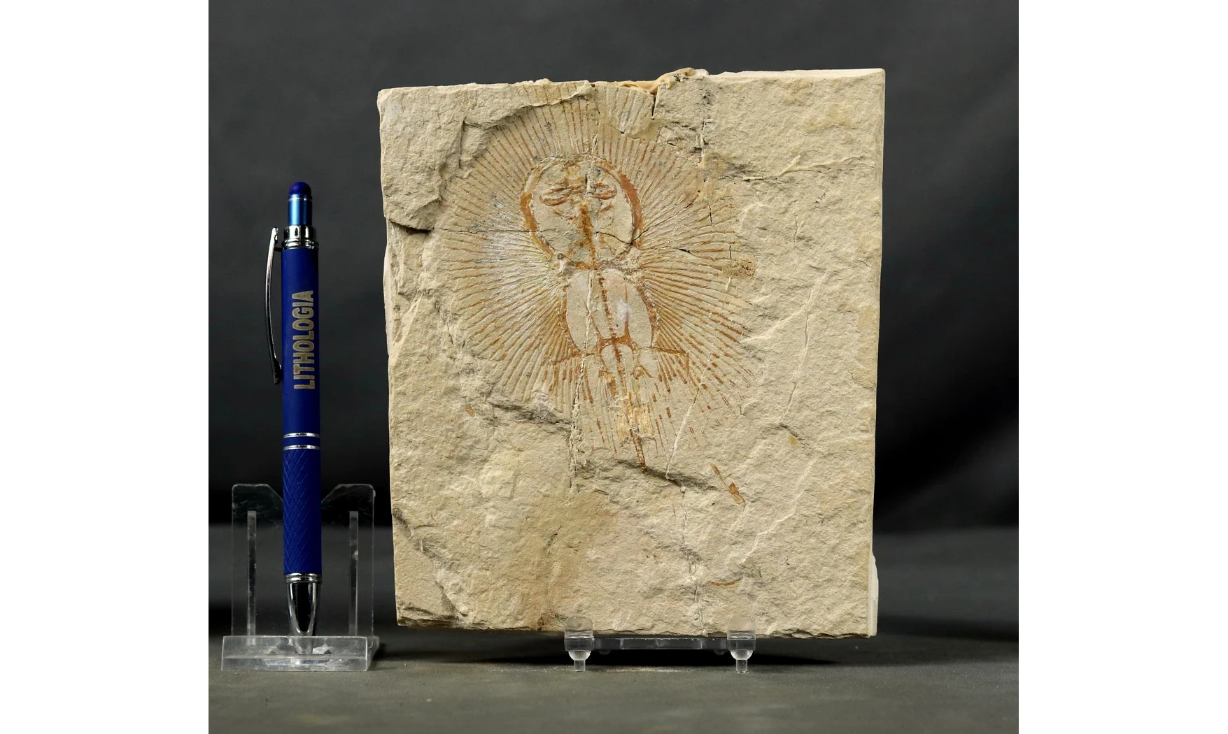 Cyclobatis oligodactylus