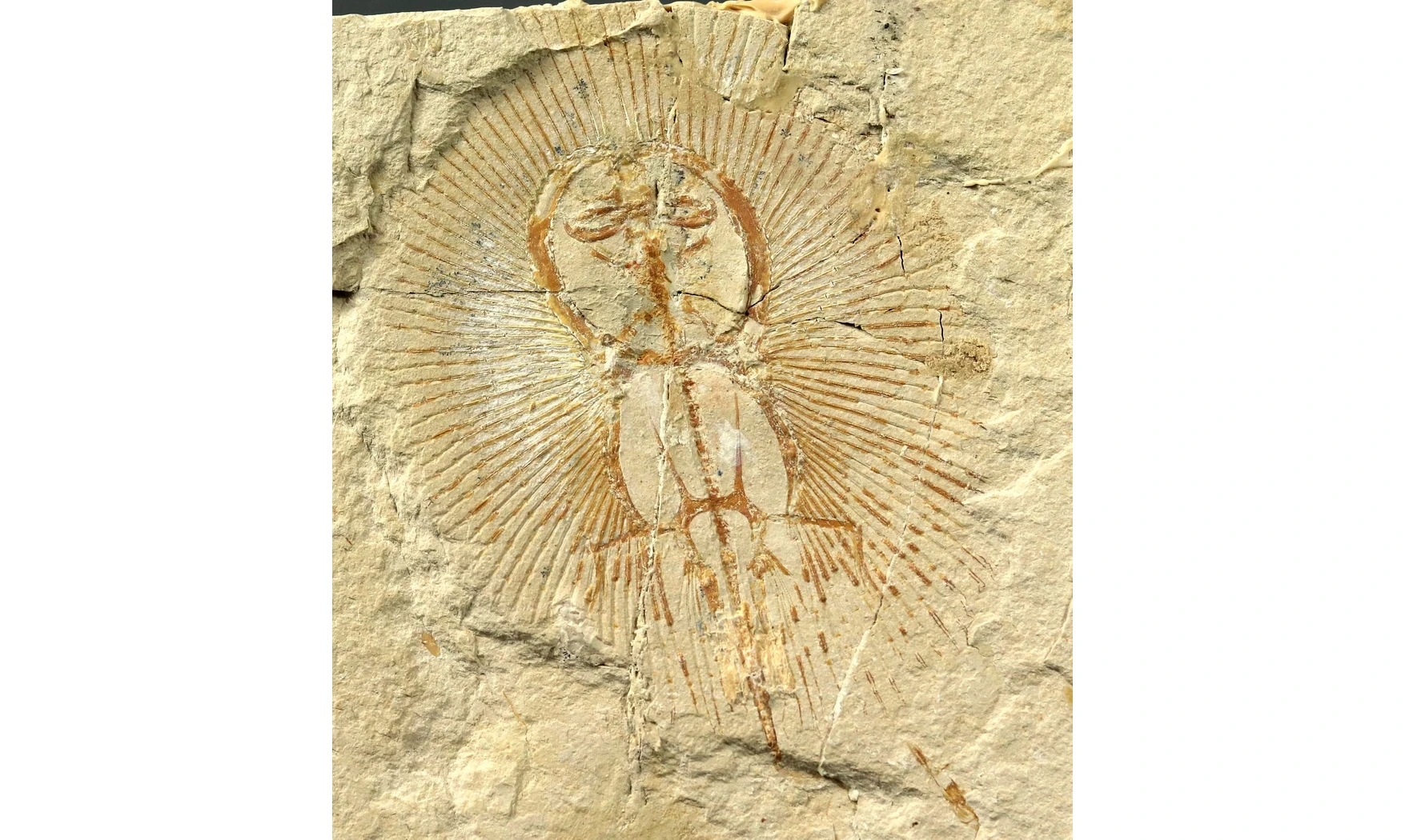Cyclobatis oligodactylus