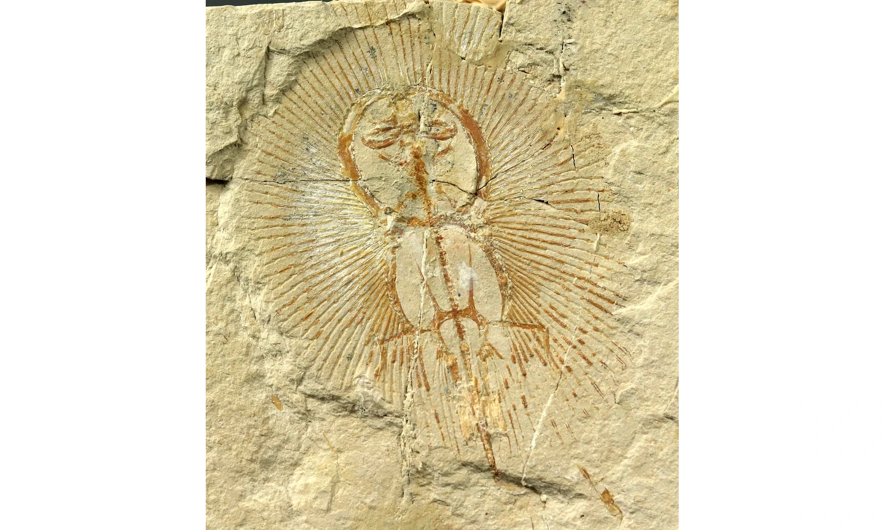 Cyclobatis oligodactylus