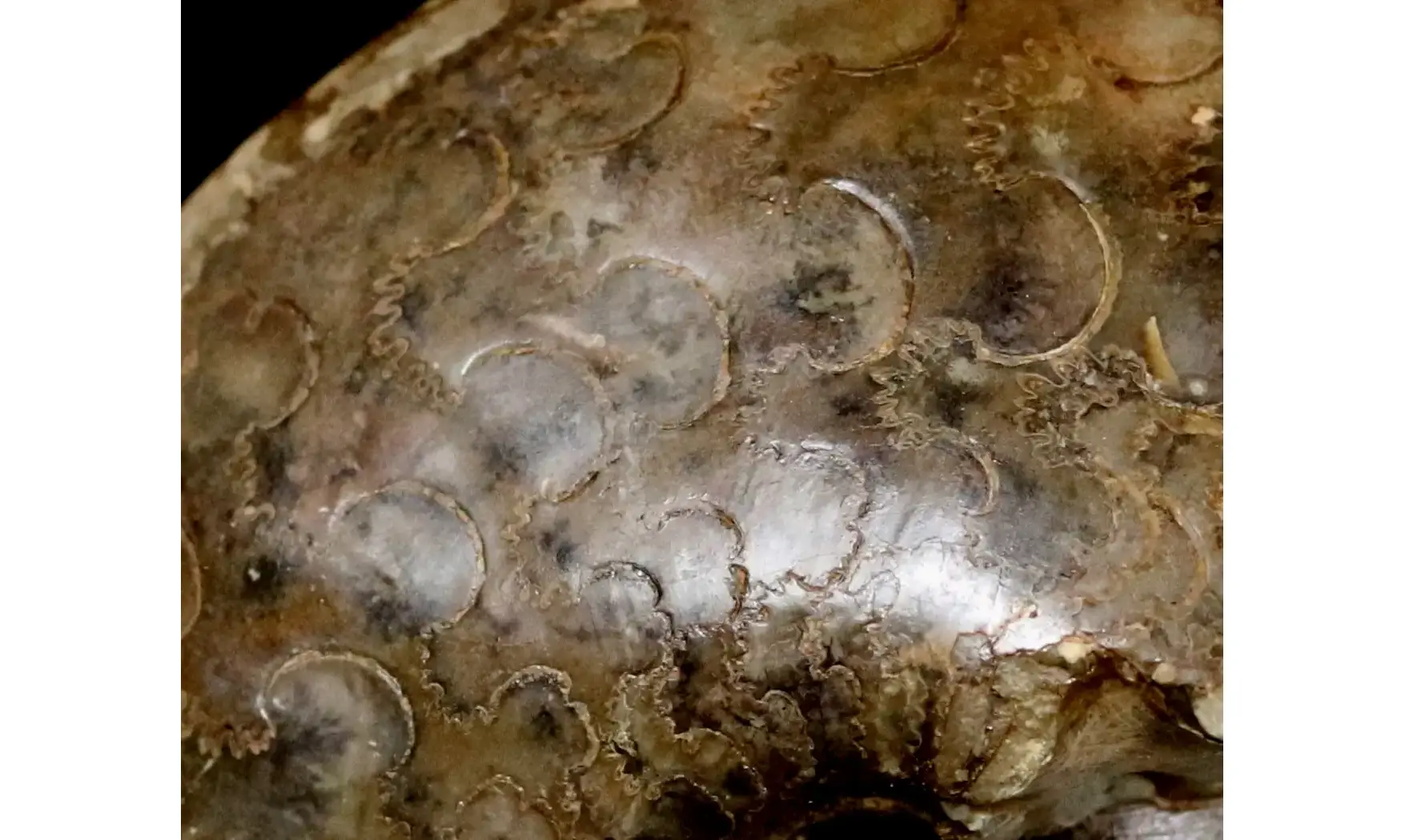 Tissotia obesa