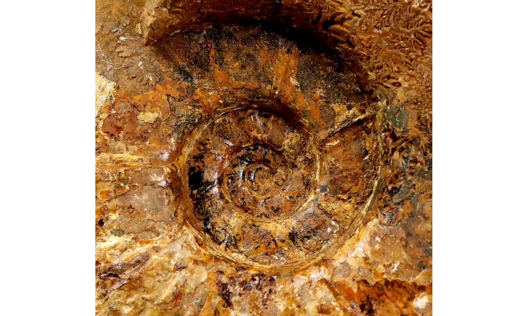 Puzosia mayoriana