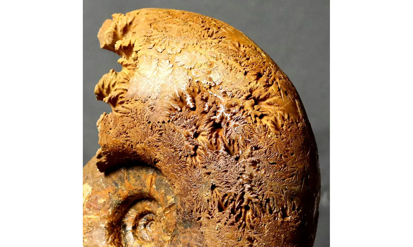 Puzosia mayoriana